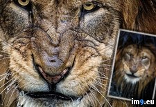 Tags: lion, picture, stunning (Pict. in My r/PICS favs)