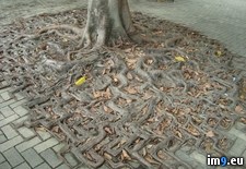 Tags: brick, merges, root, system, trees, walkway (Pict. in My r/PICS favs)