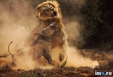 Tags: combat, lion, warthog (Pict. in My r/PICS favs)