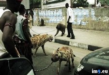 Tags: african, gangsters, hyenas, pet (Pict. in My r/PICS favs)