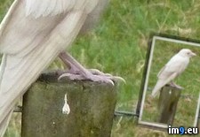 Tags: albino, crow (Pict. in My r/PICS favs)