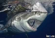 Tags: amazing, great, picture, shark, white (Pict. in My r/PICS favs)