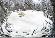 Tags: american, bald, covered, eagle, eggs, nest, snow (Pict. in My r/PICS favs)