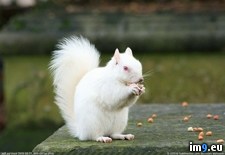 Tags: albino, snack, squirrel (Pict. in My r/PICS favs)