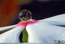 Tags: ant, droplet, flower (Pict. in My r/PICS favs)