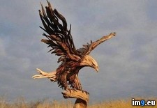 Tags: driftwood, eagle (Pict. in My r/PICS favs)