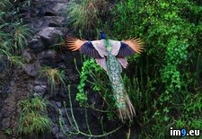 Tags: flight, majestic, peacock, rare, shot (Pict. in My r/PICS favs)