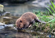 Tags: baby, beaver, thirsty (Pict. in My r/PICS favs)