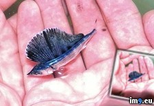 Tags: baby, blue, marlin (Pict. in My r/PICS favs)