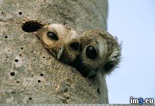 Tags: baby, nest, owls, peeking (Pict. in My r/PICS favs)