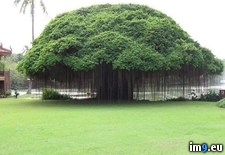 Tags: tree (Pict. in My r/PICS favs)