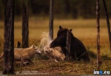 Tags: bear, finland, food, punches, steal, wolf (Pict. in My r/PICS favs)