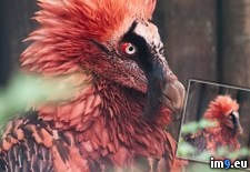 Tags: beautiful, vulture (Pict. in My r/PICS favs)