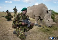Tags: bodyguards, northern, one, protect, remaining, rhinos, six, white (Pict. in My r/PICS favs)