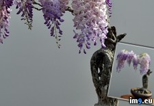 Tags: bonsai, wisteria (Pict. in My r/PICS favs)
