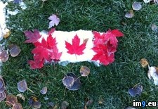 Tags: canadian, flag, leaves, maple, out, real, snow (Pict. in My r/PICS favs)
