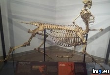 Tags: centaur, life, local, museum, skeleton, wild (Pict. in My r/PICS favs)
