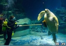 Tags: cleaning, turtle (Pict. in My r/PICS favs)