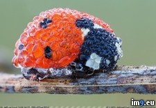 Tags: dew, ladybug, morning, picture (Pict. in My r/PICS favs)