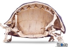 Tags: cross, section, skeleton, tortoise (Pict. in My r/PICS favs)