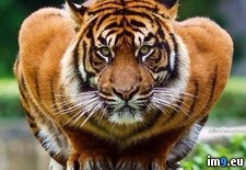 Tags: crouching, tiger (Pict. in My r/PICS favs)