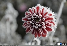 Tags: dahlia, edged, frost (Pict. in My r/PICS favs)