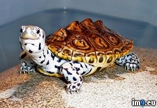 Tags: diamond, terrapin (Pict. in My r/PICS favs)