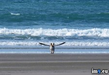 Tags: beach, dogbird, perfect, timing (Pict. in My r/PICS favs)