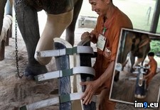 Tags: accident, elephant, leg, prosthetic, receives (Pict. in My r/PICS favs)