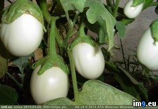 Tags: called, eggplant (Pict. in My r/PICS favs)