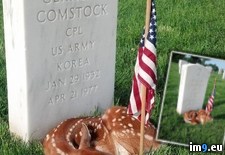 Tags: barracks, cemetery, fawn, grave, jefferson, national, site, sleeping (Pict. in My r/PICS favs)
