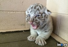 Tags: ferocious, tiger, white (Pict. in My r/PICS favs)