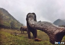 Tags: elephant, finally, good, gopro, personal, putting (Pict. in My r/PICS favs)