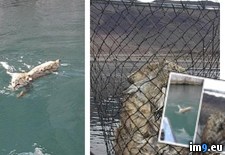 Tags: bobcat, drowning, fisherman, fishing, saved (Pict. in My r/PICS favs)