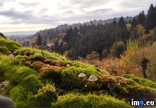 Tags: branch, doug, fir, forest, giant, gnome, oregon, portland, tiny, tree, was (Pict. in My r/PICS favs)