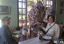 Tags: breakfast, friend, giraffe (Pict. in My r/PICS favs)