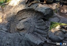 Tags: fossil, giant, otto (Pict. in My r/PICS favs)