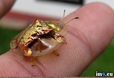 Tags: beetle, golden, tortoise (Pict. in My r/PICS favs)
