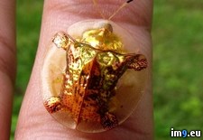 Tags: beetle, golden, tortoise (Pict. in My r/PICS favs)