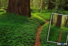Tags: california, clovers, cover, floor, forest, gorgeous, redwood (Pict. in My r/PICS favs)