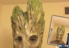 Tags: groot, makeup, practical (Pict. in My r/PICS favs)