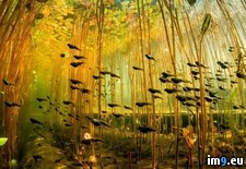Tags: group, swimming, tadpoles (Pict. in My r/PICS favs)