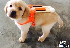 Tags: big, boy, dog, guide, harness, prepare, puppy, training, wearing (Pict. in My r/PICS favs)