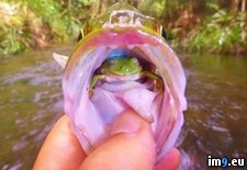 Tags: caught, guy, jungle, perch, surprise (Pict. in My r/PICS favs)