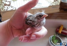 Tags: baby, hand, raising, songbird (Pict. in My r/PICS favs)