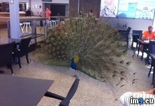 Tags: cafe, decided, lunch, peacock, thang (Pict. in My r/PICS favs)