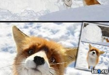 Tags: fox (Pict. in My r/PICS favs)