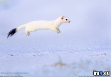 Tags: hover, stoat (Pict. in My r/PICS favs)
