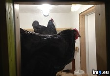 Tags: alaska, built, chicken, coop, share, thought (Pict. in My r/PICS favs)