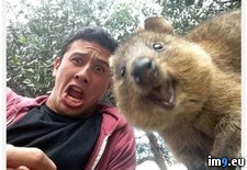 Tags: guy, quokka, selfie (Pict. in My r/PICS favs)
